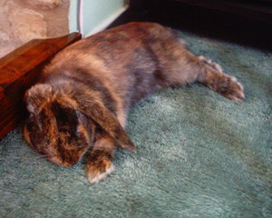 My bunny Coco