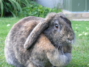 My bunny Coco