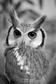 Owl                   - animals photo