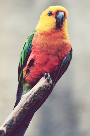Parrot     