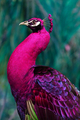 Peacock      - animals photo