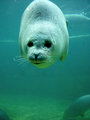 Seal           - animals photo