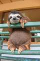 Sloth               - animals photo