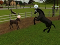 Starving Foal - the-sims-3 photo