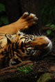 Tiger                   - animals photo