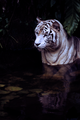 White Tiger  - animals photo