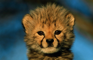  Baby Cheetah 1