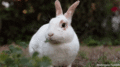 Bunny            - random photo