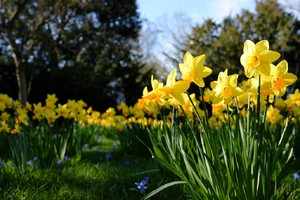  Daffodil دن