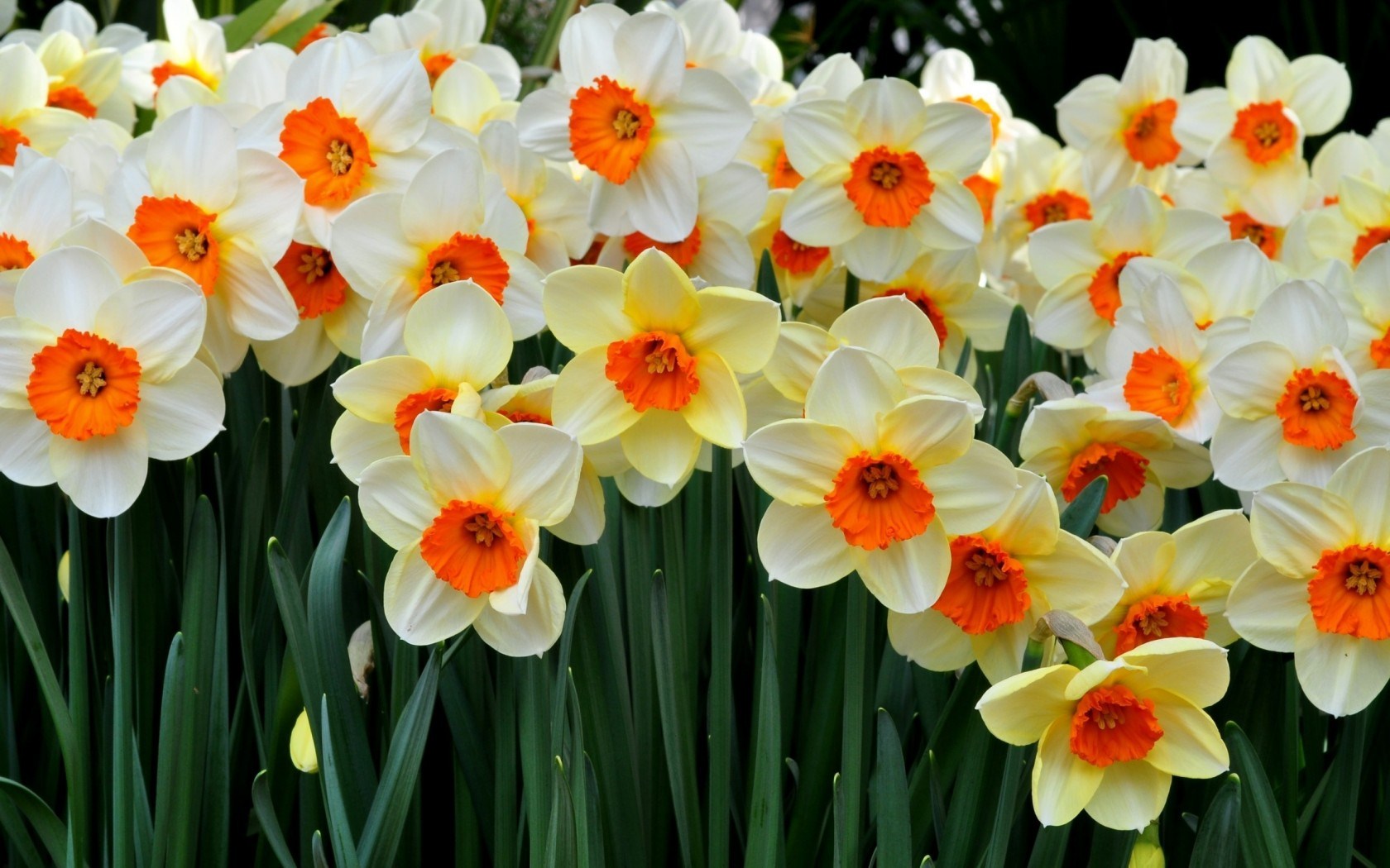 Daffodil Day Daffodil Day Wallpaper 37474587 Fanpop