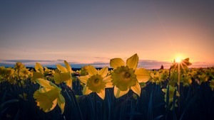  Daffodil siku