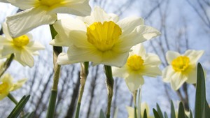  Daffodil jour