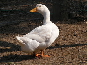  Ducky (Pekin)