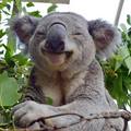 Koala                 - animals photo
