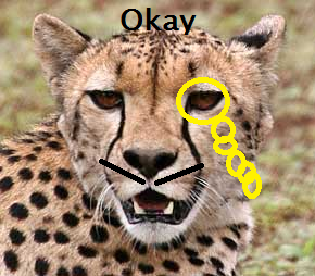  Okay Cheetah