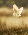 Owl                     - animals photo