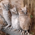 Owls            - random photo