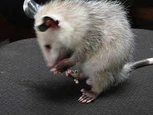  Shade the opossum