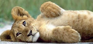  cute lion cub