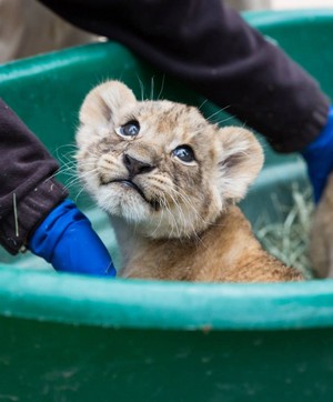 cute lion cub