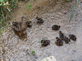 famille canards - photography photo