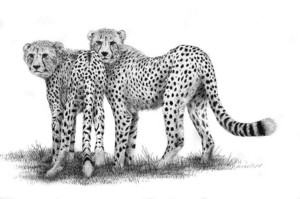  my drawing for cheetahgirl
