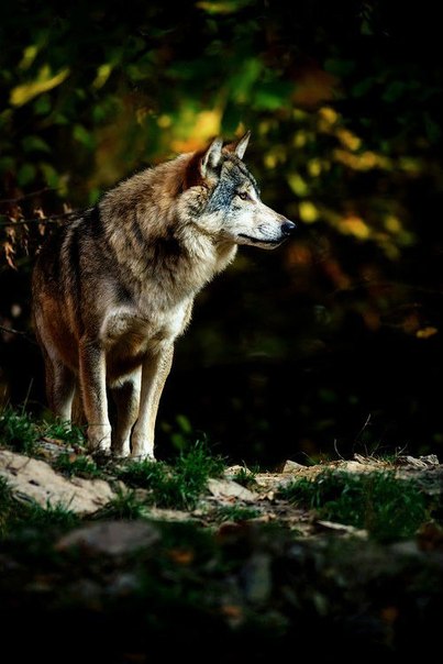 wolf - Wolves Photo (37415335) - Fanpop