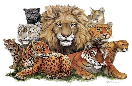 A Wild Cat Family - The animal hangout Photo (37545973) - Fanpop
