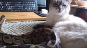  Cat and Snake!