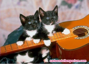  Cat guitare
