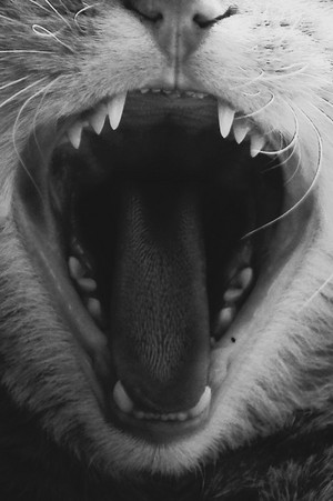  Cat's Mouth