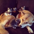 Dog and Kittens       - random photo
