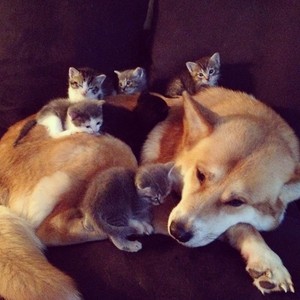 Dog and Kittens      