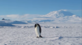 Emperor Penguin. - animals photo