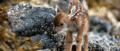 Fawn                 - animals photo