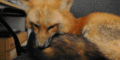 Fox               - animals photo