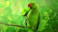 Parrot               - animals photo