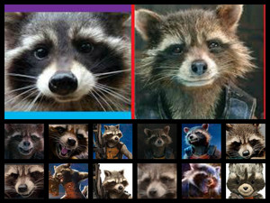  Rocket Raccoon collage