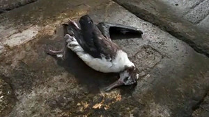  Seabird-Dead