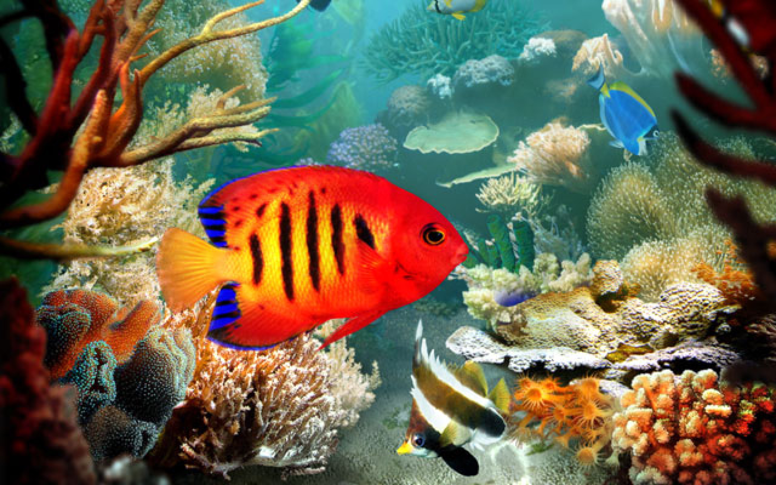 Everybodys Favorites Gambar Tropical Ikan HD Wallpaper And