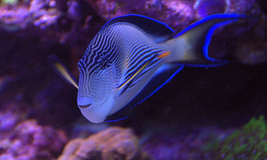 Tropical peixe
