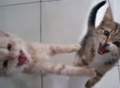 Two Kittens! - animals photo