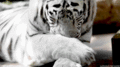 White Tiger        - animals photo