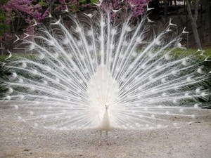  White peacock