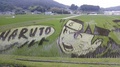 Woulda look at that. A naruto rice field. - anime photo