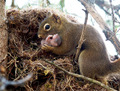 squirrels  - animals photo