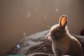 Bunny            - animals photo