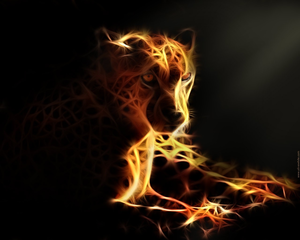  Cool Cheetah 8