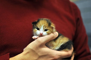  Cute baby kitten