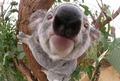 Koala            - animals photo